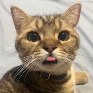 我360°無死角都很好看喔～•皮皮