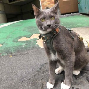 歡迎來到貓咪正音～•藍寶