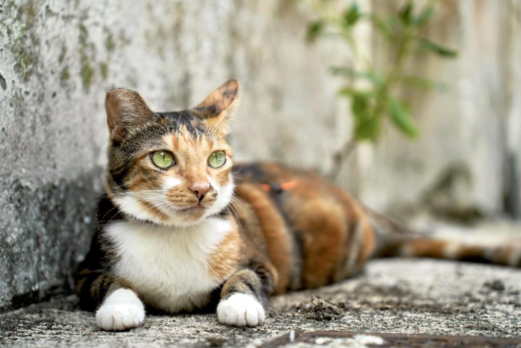 希望妳們都能快樂自在的生活~