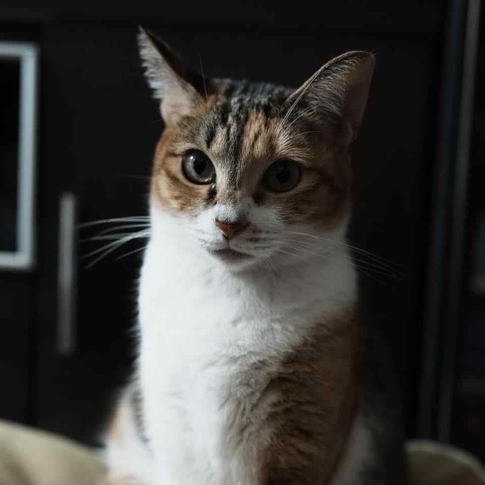 我又沒叫妳買～