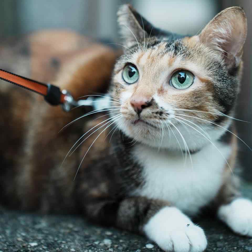 爸爸在呼嚕嚕耶~