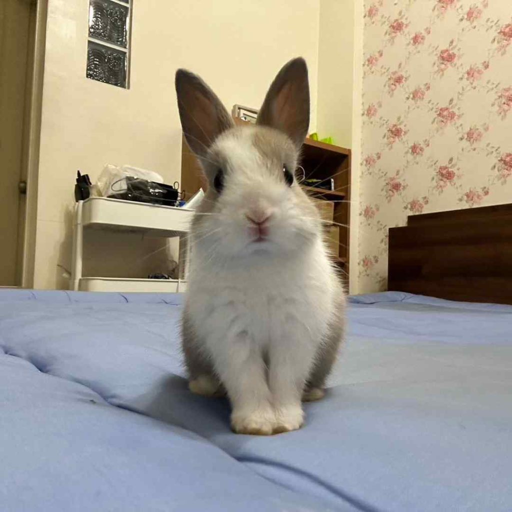 喔？！原來可以一起長大～•卡布