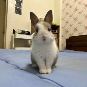 喔？！原來可以一起長大～•卡布