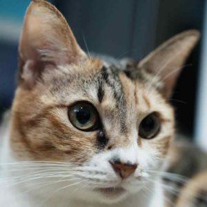 爸爸媽媽不要鬧啦～我會被姊姊揍！