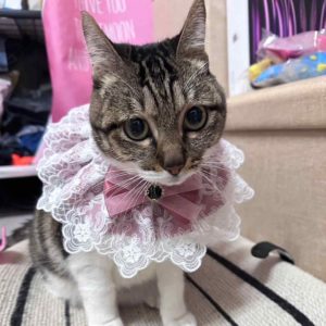 我知道粉紅色呀～•妮妮