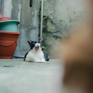 還有更好吃的？！