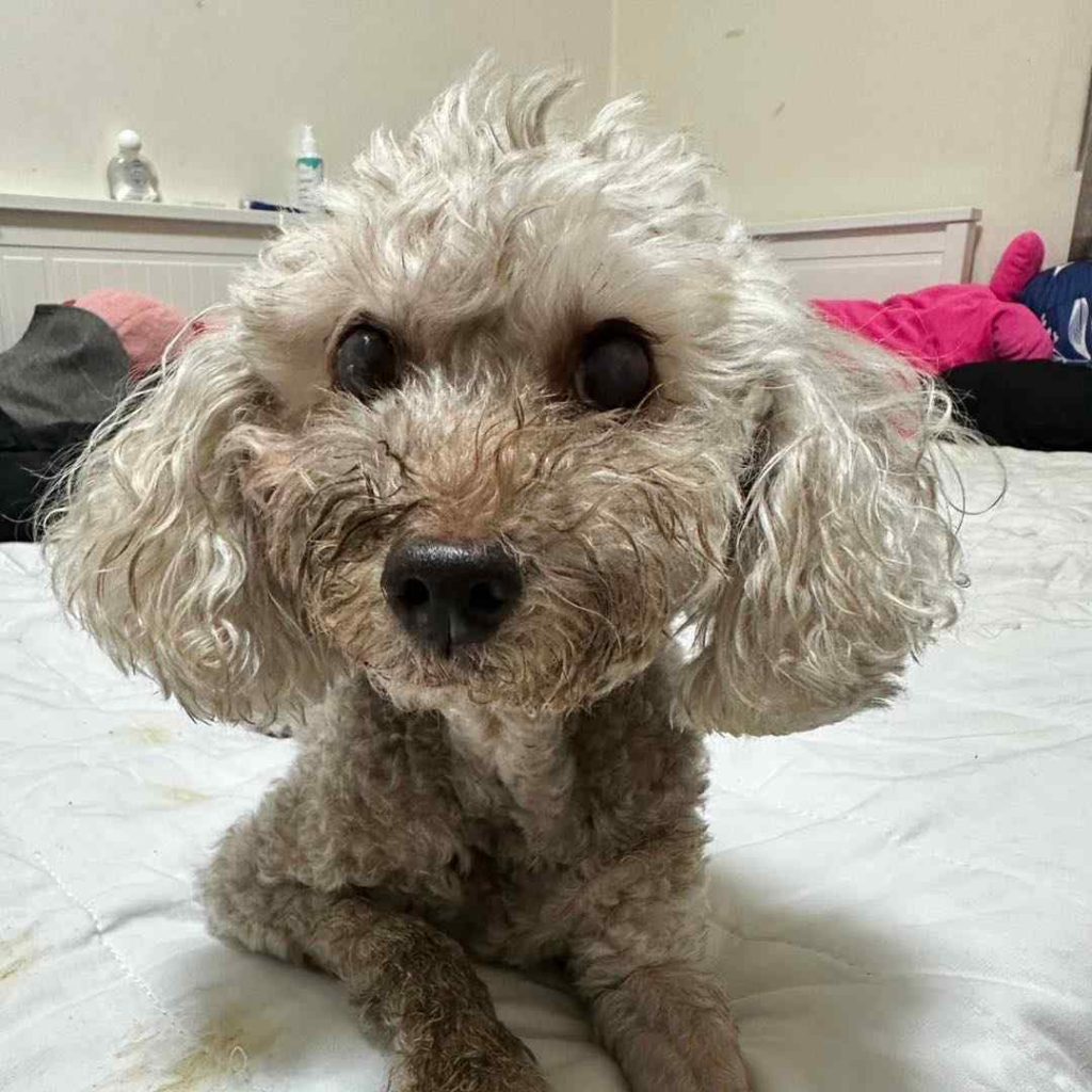 好奇怪!用成泥就不是食物了~•安安