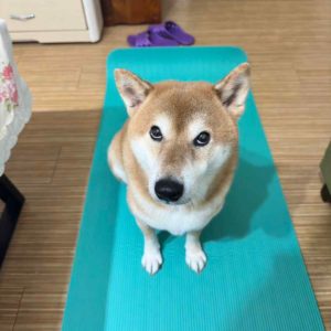 是我被牽嗎？不是我帶著把拔嗎？•哈姆