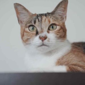 為什麼媽媽都要用這些有的沒的？