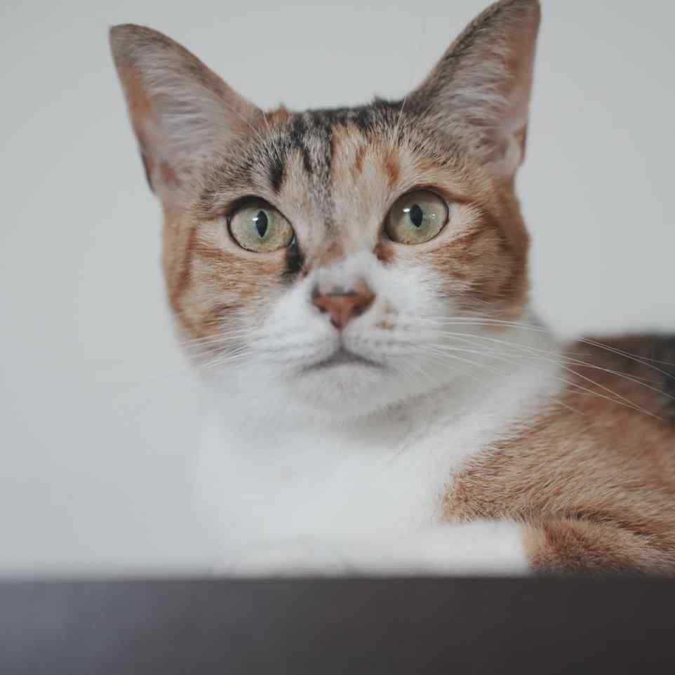 為什麼媽媽都要用這些有的沒的?