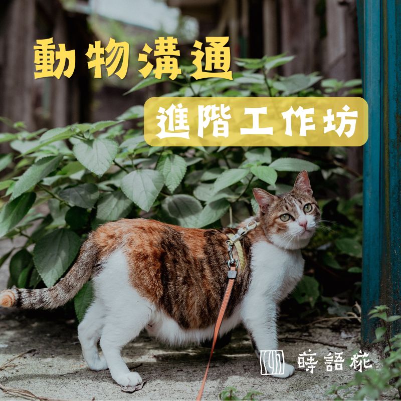 進階動物溝通工作坊-台中場 2026 May 假日班